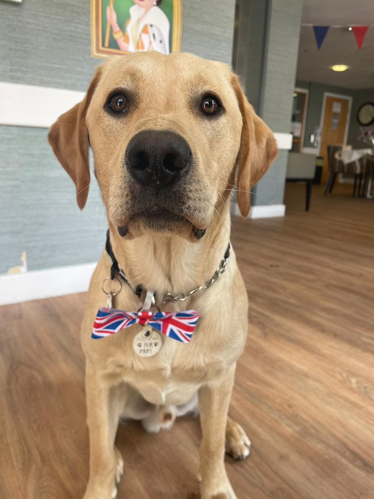 Brodie The Dog Dressed Up for Jubilee Party